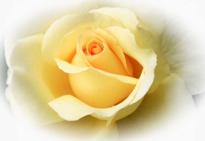 Yellow Rose(1569WM) - Image 2