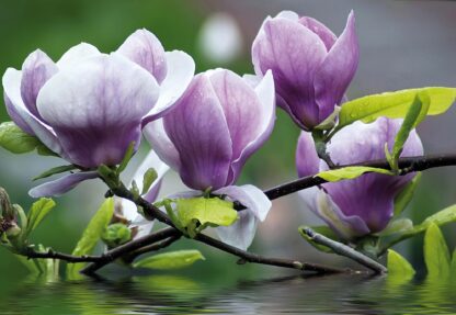 Flowers Magnolia Water(160WM) - Image 2