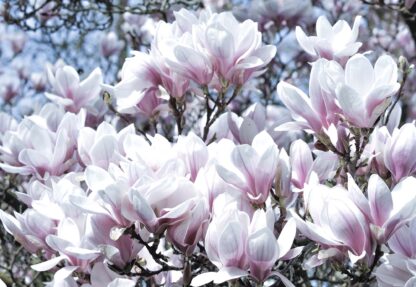 Flowers Magnolia(1618WM) - Image 2