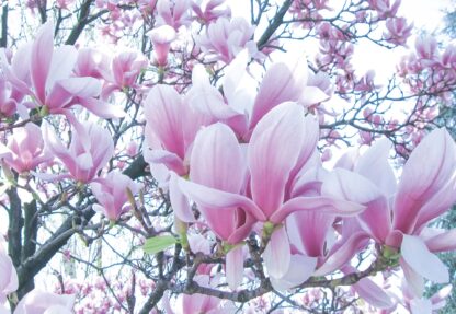 Flowers Magnolia(1619WM) - Image 2