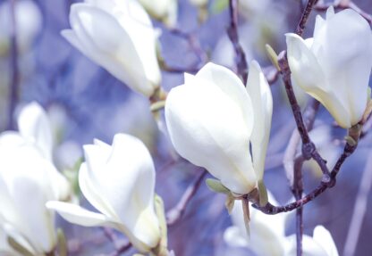 Flowers Magnolia(1620WM) - Image 2