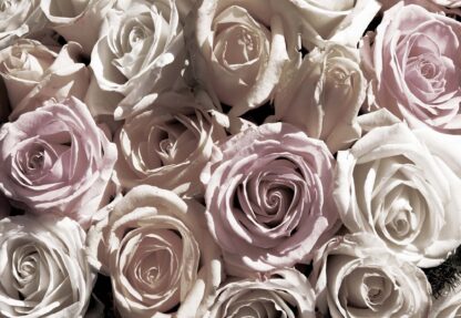 Roses Flowers(1625WM) - Image 2