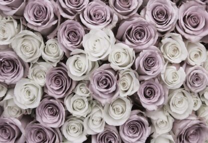 Roses Flowers(1627WM) - Image 2