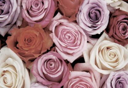 Roses Flowers(1628WM) - Image 2