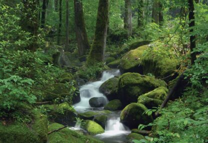 Forest Waterfall Rocks Nature(163WM) - Image 2