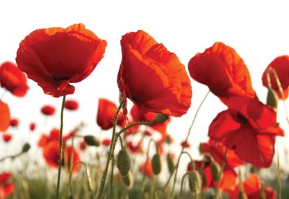 Red Poppies In The Field(1639WM) - Image 2