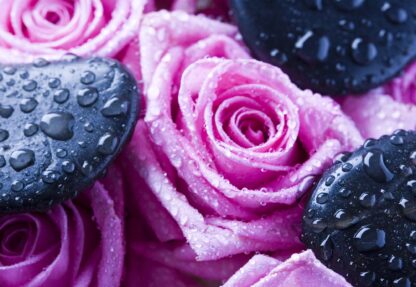 Spa Roses Flowers(171WM)