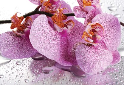 Flowers Orchids Drops(184WM) - Image 2