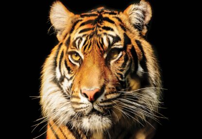 Tiger(1964WM) - Image 2