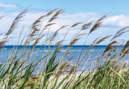 Beach Sea Sand Dunes Coastal(1976WM) - Image 2