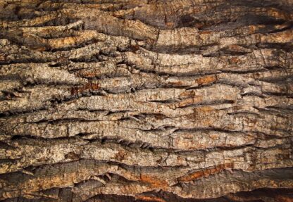 Tree Bark Texture(2007WM) - Image 2