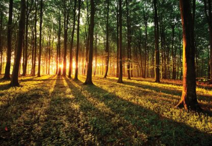 Forest Landscape Sunrise(2226WM) - Image 2
