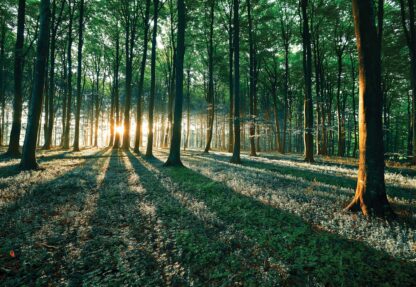 Forest Landscape Green Light(2228WM) - Image 2