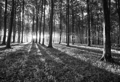 Forest Landscape Black And White(2229WM) - Image 2