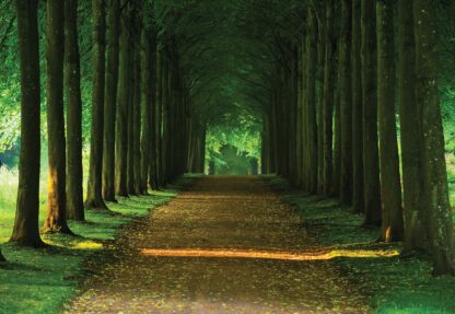 Forest Path(2285WM) - Image 2