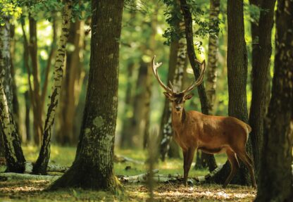 Deer In The Forest Nature(2287WM) - Image 2