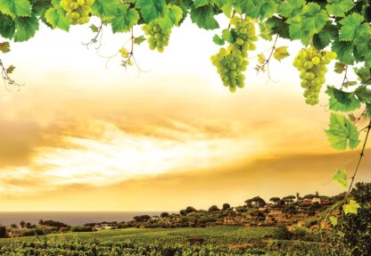 Grapes Vines Countryside Landscape(2330WM) - Image 2