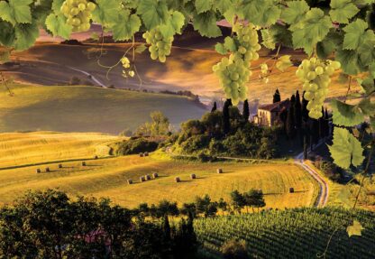 Grapes Vines Countryside Landscape(2331WM) - Image 2
