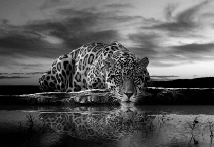 Leopard Black And White(2593WM) - Image 2