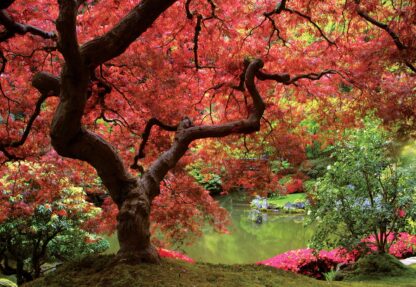 Flowers Autumn Forest Nature(270WM) - Image 2