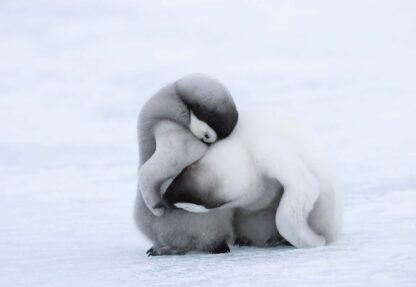 Penguins(2725WM) - Image 2