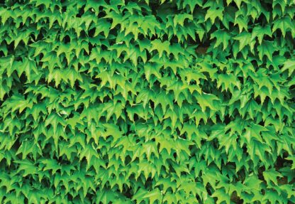 Green Leaf Wall(279WM)
