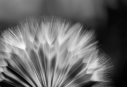 Dandelions Nature Black And White(292WM) - Image 2
