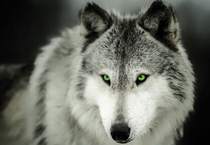 Wolf(2937WM) - Image 2