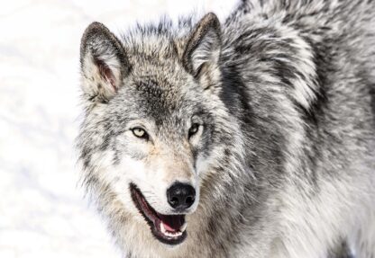 Wolf(2939WM) - Image 2