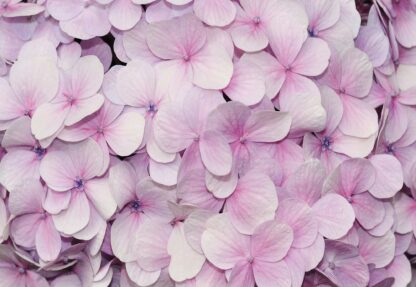 Pastel Flowers Purple(3103WM) - Image 2