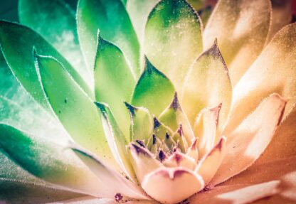 Aloe Plant Green And Orange(3117WM) - Image 2