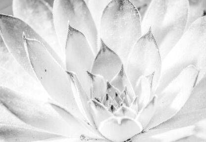 Aloe Plant Black And White(3118WM) - Image 2