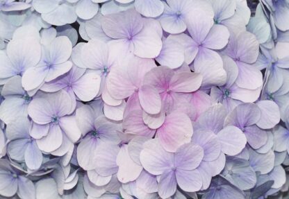 Flowers Pastel Purple Hydrangeas(3121WM) - Image 2