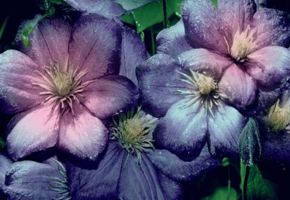 Purple Flowers(3125WM) - Image 2
