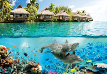 Tropical Lagoon Dolphins Underwater(3193WM) - Image 2