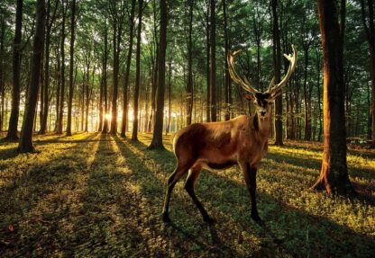 Stag In The Forest Sunrise(3194WM) - Image 2