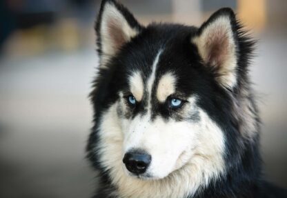 Wolf(3613WM) - Image 2