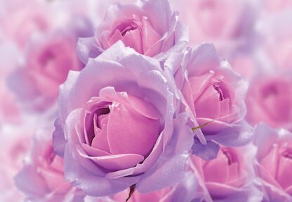 Sparkling Flowers Pink And Purple(3662WM) - Image 2