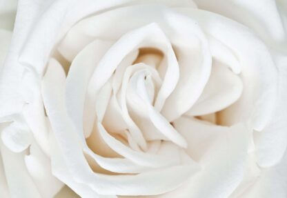 Soft White Rose(410WM)