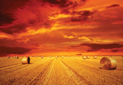 Gold Countryside Field Nature(414WM) - Image 2