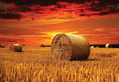 Gold Countryside Field Nature(415WM) - Image 2