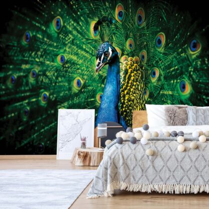 Peacock Bird Feathers(630WM)