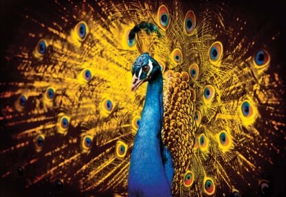 Peacock Bird Gold Feathers(631WM) - Image 2