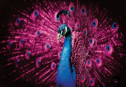 Peacock Bird Pink Feathers(632WM) - Image 2