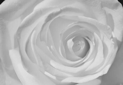 Rose Flower White(659WM) - Image 2