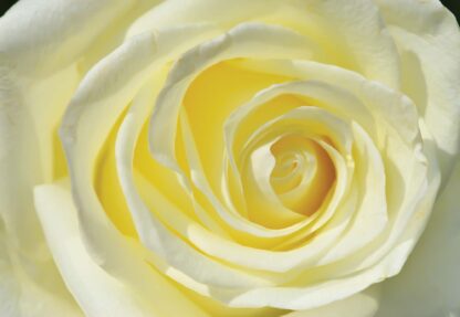 Rose Flower Cream Yellow(660WM) - Image 2