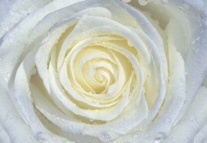 Rose Flower White(663WM) - Image 2