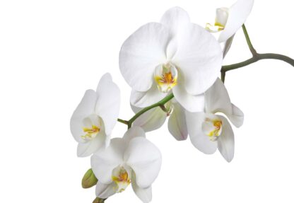 Flowers White Orchids(737WM) (416X254cm XXXL) - Image 2