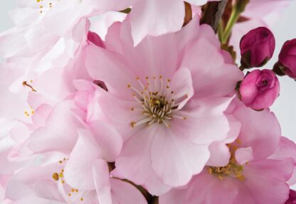 Flowers Cherry Blossom Pink(8-020WM) - Image 2