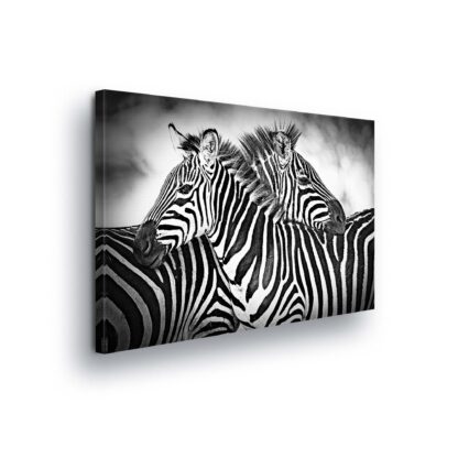 Animals and Living (10159CV)